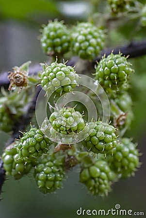Unripe blackberry fruits aggregated, not harvested, with a blurred branch in the background Stock Photo