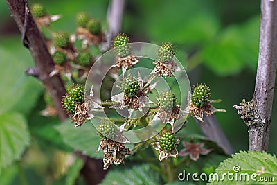 Unripe BlackBerry Stock Photo