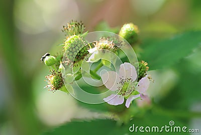 Unripe blackberry Stock Photo