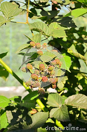 Unripe blackberry Stock Photo