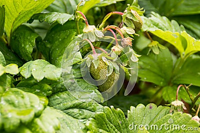 Unripe bush strawberry Stock Photo