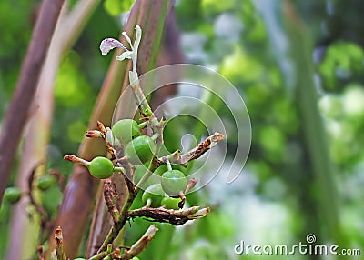Unripe Cardamom Pods and Flower in Plant Stock Photo