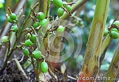 Unripe Cardamom Pods in Plant Stock Photo