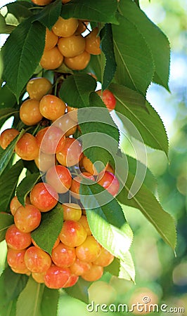 Cherries Stock Photo