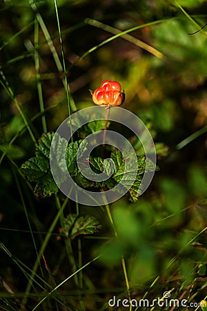 Unripe cloudberry in in a marsh Stock Photo