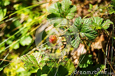 Unripe cloudberry in in a marsh Stock Photo