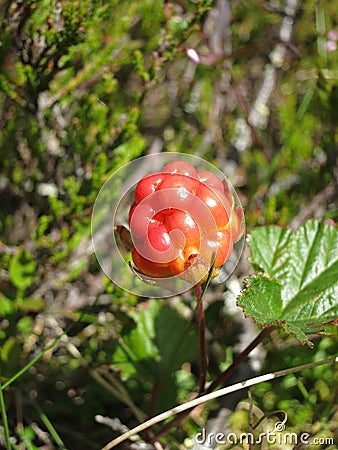 Unripe cloudberry & x28;Rubus chamaemorus& x29; on a mire. Stock Photo