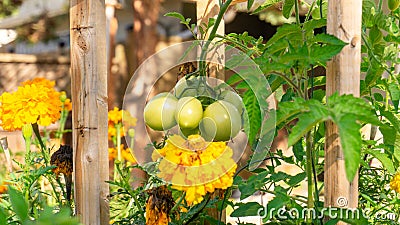 Unripe cluster of green plum roma tomatoes growing in a permaculture style garden bed, with companion planting of marigold and Stock Photo