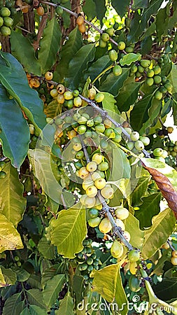Unripe coffee beans on coffee bush Stock Photo