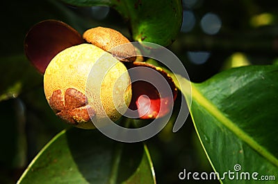 Unripe fresh mangosteen (Garcinia mangostana Linn) Stock Photo