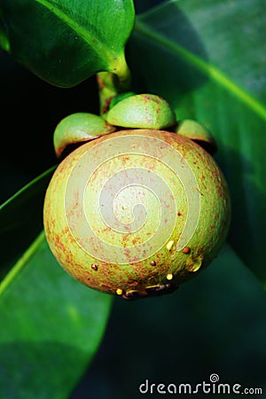 Unripe fresh mangosteen (Garcinia mangostana Linn) Stock Photo