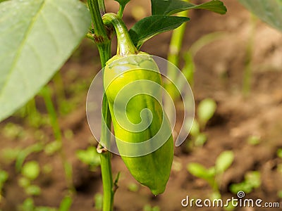 Unripe fresh pepper on the branch Stock Photo