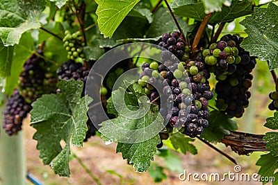 Unripe fresh red grapes fruits close up Stock Photo