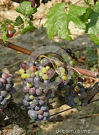 Unripe grapes Stock Photo