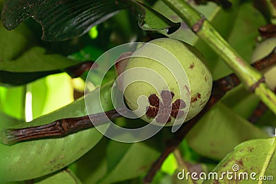 Unripe green mangosteen fruit growing on the tree Stock Photo