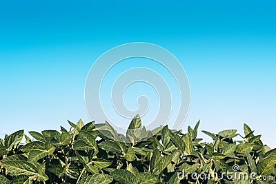 Unripe green soybean field Stock Photo