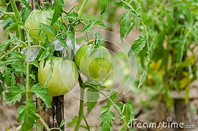 Unripe green tomatoes growing in the grandmother garden Stock Photo