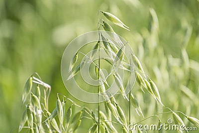 Unripe Oat harvest, green field Stock Photo