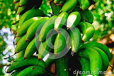 Unripe organic hybrid Latundan banana also called Tundan, silk banana, Pisang raja sereh, Manzana banana, or apple banana Stock Photo