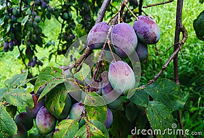 Unripe plums on the branch, the plums begin to blue Stock Photo