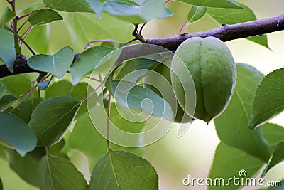 Unripe plums hanging in the plum tree Stock Photo