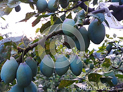 Unripe plums in a row on a branch in an orchard Stock Photo