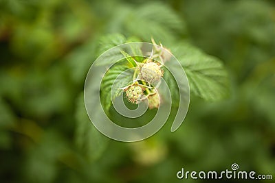 Unripe raspberry growing Stock Photo