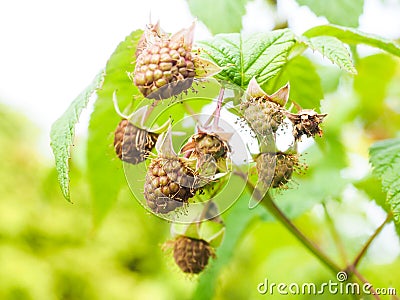 Unripe raspberry hanging on bush with fresh green leaves Stock Photo
