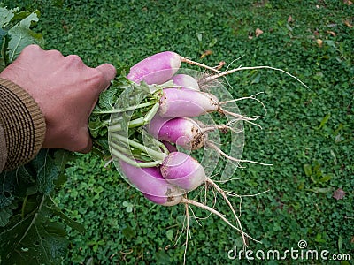 Unripe or raw turnips in the garden. Fresh and green vegetable. View from above Stock Photo