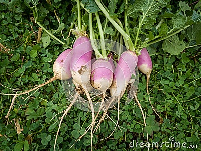 Unripe or raw turnips in the garden. Fresh and green vegetable. View from above Stock Photo