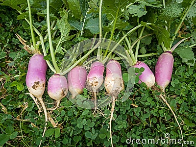 Unripe or raw turnips in the garden. Fresh and green vegetable. View from above Stock Photo