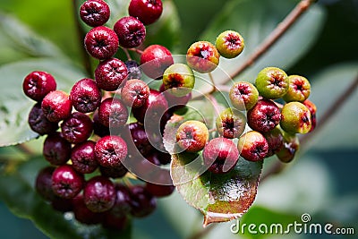 Aronia berries Chokeberries growing in the garden. Stock Photo