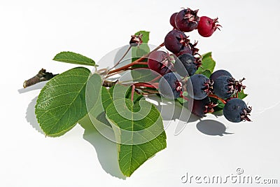 Unripe red buckthorn berries lie on white paper outdoor macro Stock Photo