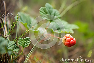 Unripe red cloudberry grows in a swamp, Latvia Stock Photo