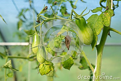 Unripe small green cherry cocktail tomatoes growing in tunnel Stock Photo