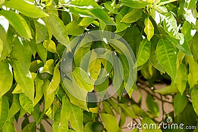Unripe small green lemons on the tree outdoors Stock Photo