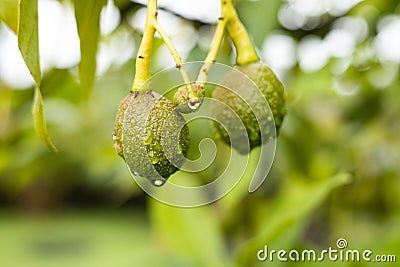 unripe small hass avocado on tree - Persea americana Stock Photo