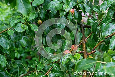 Unripe small red and green apples on a branch with green leaves Stock Photo