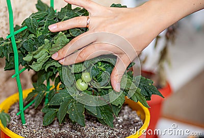 Unripe small tomatoes growing on the windowsill. Young fruit on bush. Stock Photo