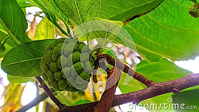 Unripe srikaya fruit on the tree Stock Photo