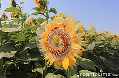 Sunflower with green seeds Stock Photo