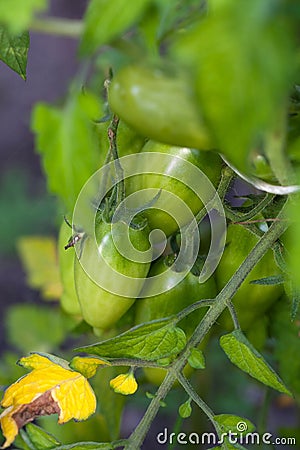 Not ready bunches of tomatoes Solanum lycopersicum in the greenhouse Stock Photo