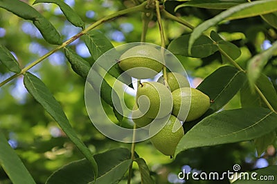 Unripe walnuts hang on a branch of Walnut tree. Green leaves and raw fruits in young green shell of Juglans regia Stock Photo