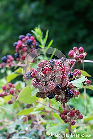 Unripe wild blackberries in summer Stock Photo