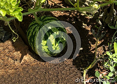 Unripe young watermelon plant in vegetable garden Stock Photo