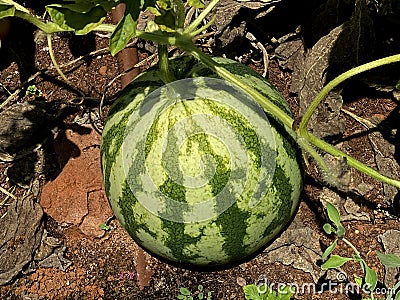 Unripe young watermelon plants in vegetable garden Stock Photo