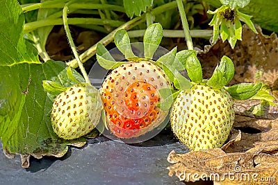 Unriped Strawberries On A Crops Row Stock Photo