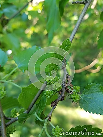 Unripened Mulberries on Branch Stock Photo