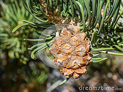 Unripe Pinyon Pine Cone Stock Photo