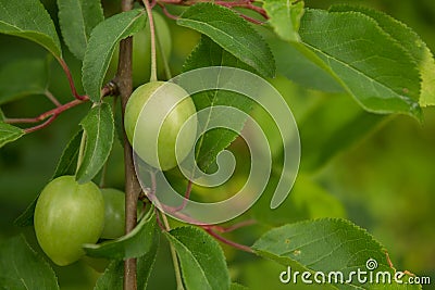 Unripened plum in the spring. Stock Photo